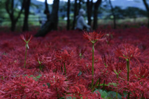 【スナップ撮影】今年こそは、真っ赤な曼珠沙華が見たい。