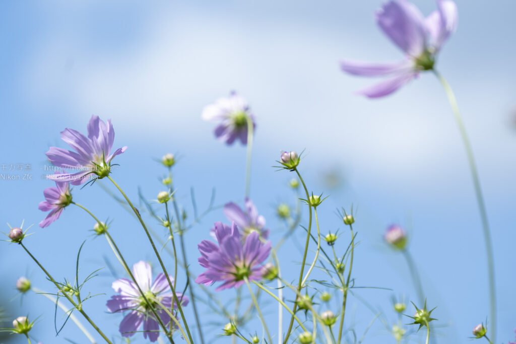 【ロケハン】初秋の昭和記念公園でコスモス撮影！