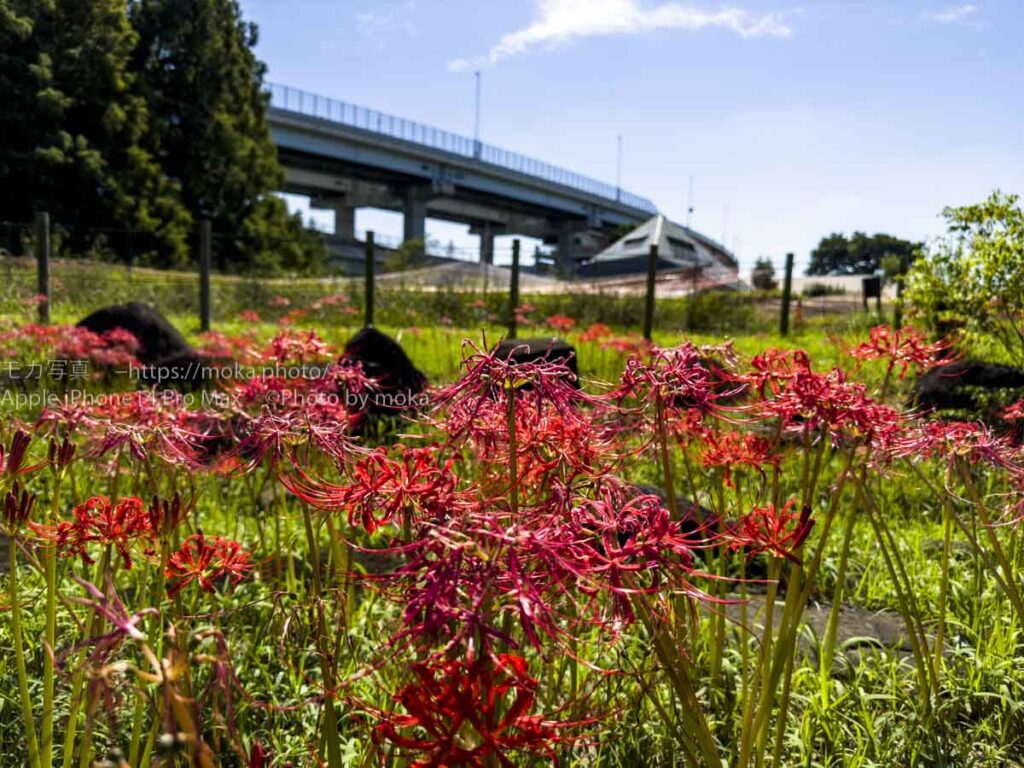 【iPhone写真】iPhone14 Pro Maxの写真がスゴい！？