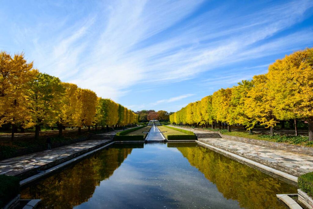 【スナップ撮影】秋の定番、イチョウ並木を見に行こう！