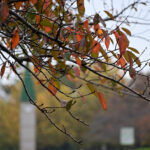 【スナップ撮影】都内の紅葉はどんな感じだろう？？