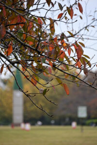 【スナップ撮影】都内の紅葉はどんな感じだろう？？