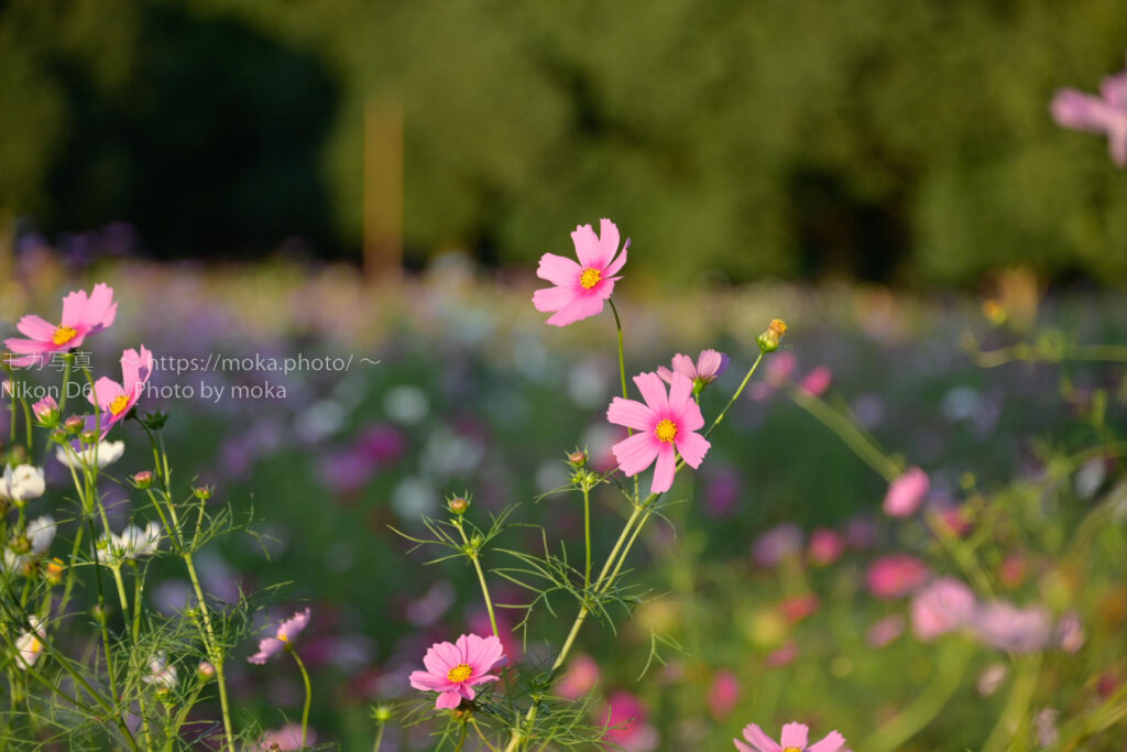 【スナップ撮影】西日の中でコスモスを撮ろう！！