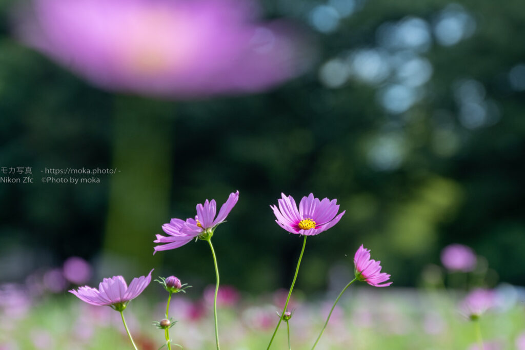 【スナップ撮影】秋だから・・コスモスが撮りたい！