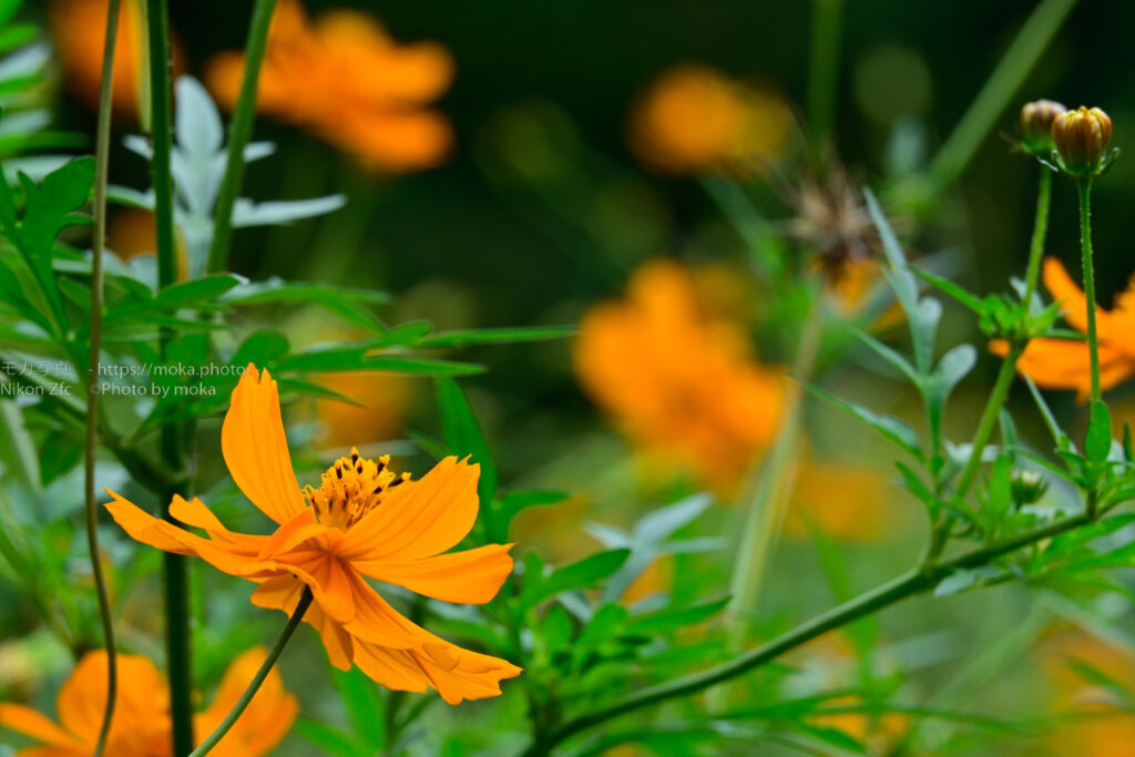 【スナップ撮影】散歩をしながら、秋に咲く花を撮ろう！