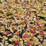 【スナップ撮影】秋の紅葉を堪能しよう