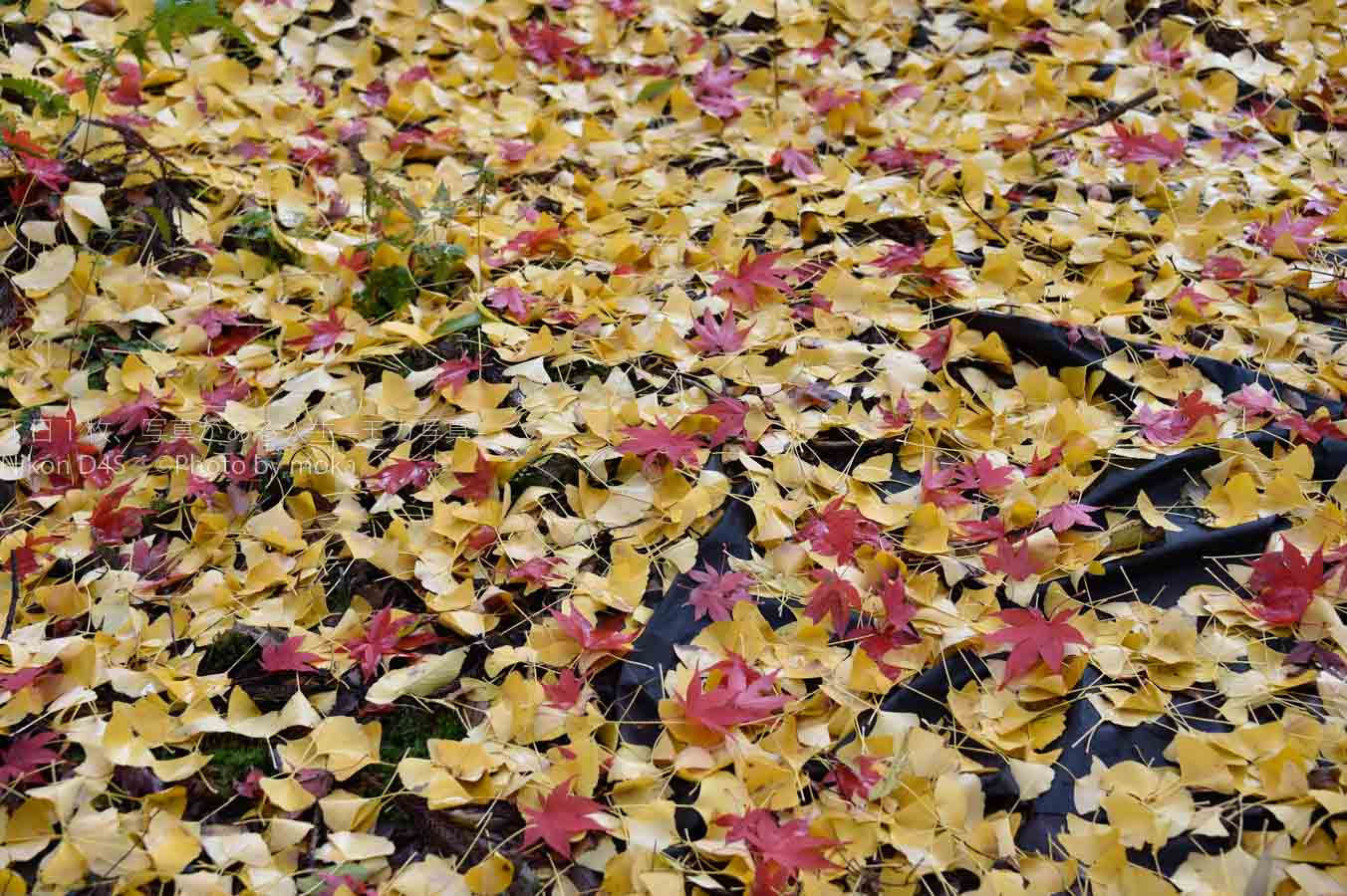 【スナップ撮影】秋の紅葉を堪能しよう