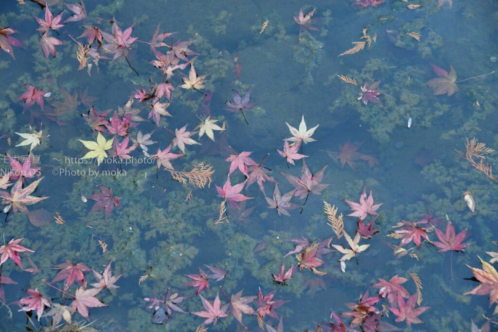 【スナップ撮影】落ち葉で遊ぼう！！