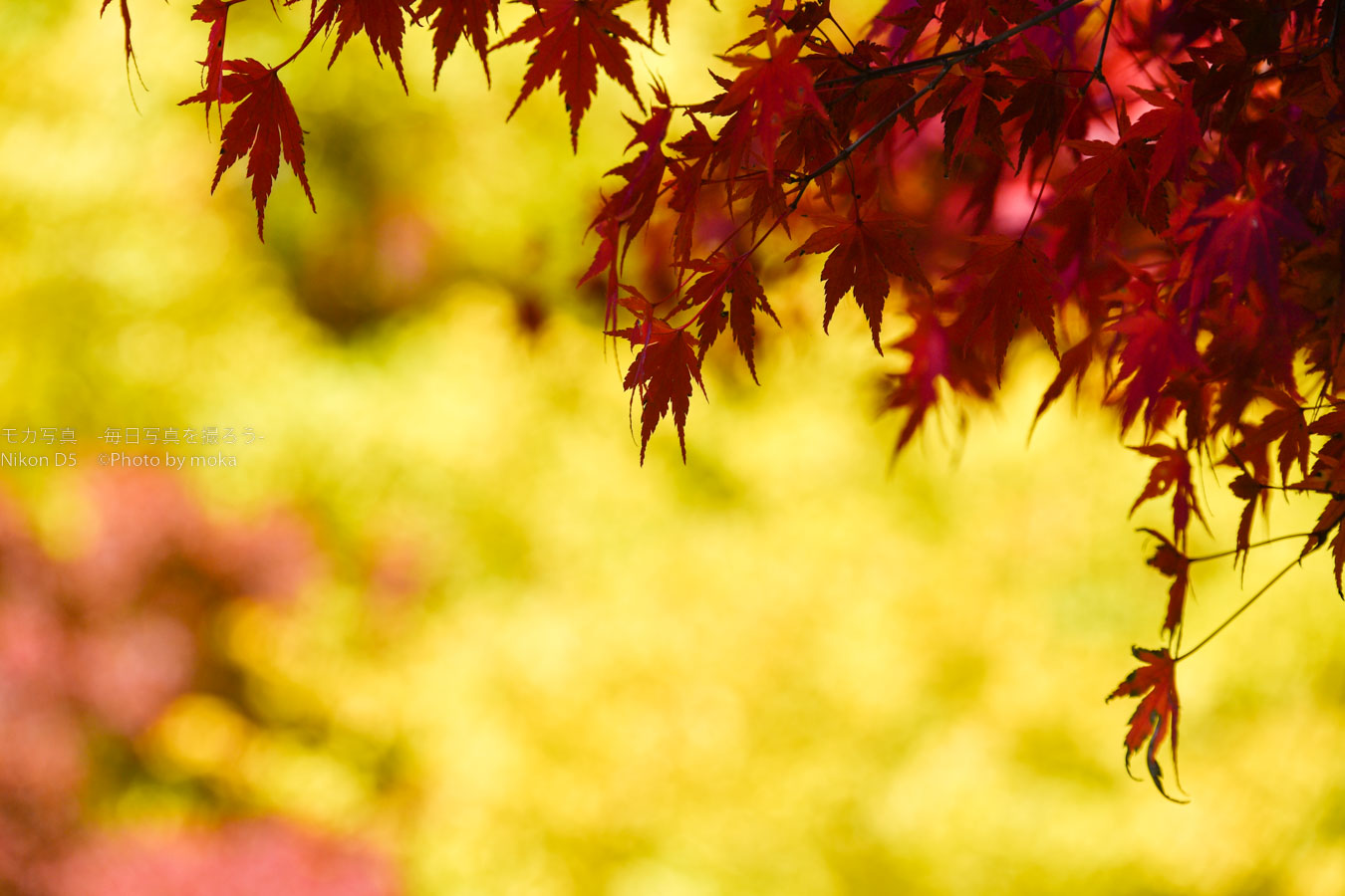 【スナップ撮影】秋の彩りを楽しもう！！