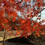 【スナップ撮影】秋、紅葉を満喫