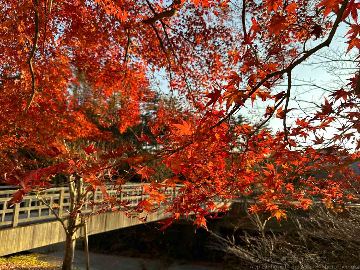 【スナップ撮影】秋、紅葉を満喫