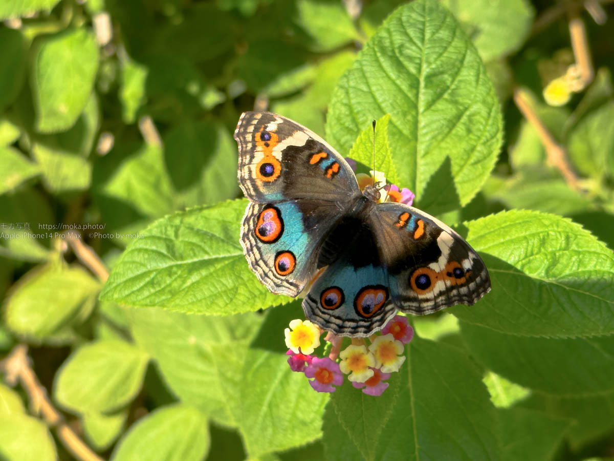 【iPhone写真】多摩動物公園の蝶々園がすごい！？