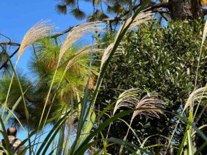 【iPhone写真】意外と身近にある秋の風景