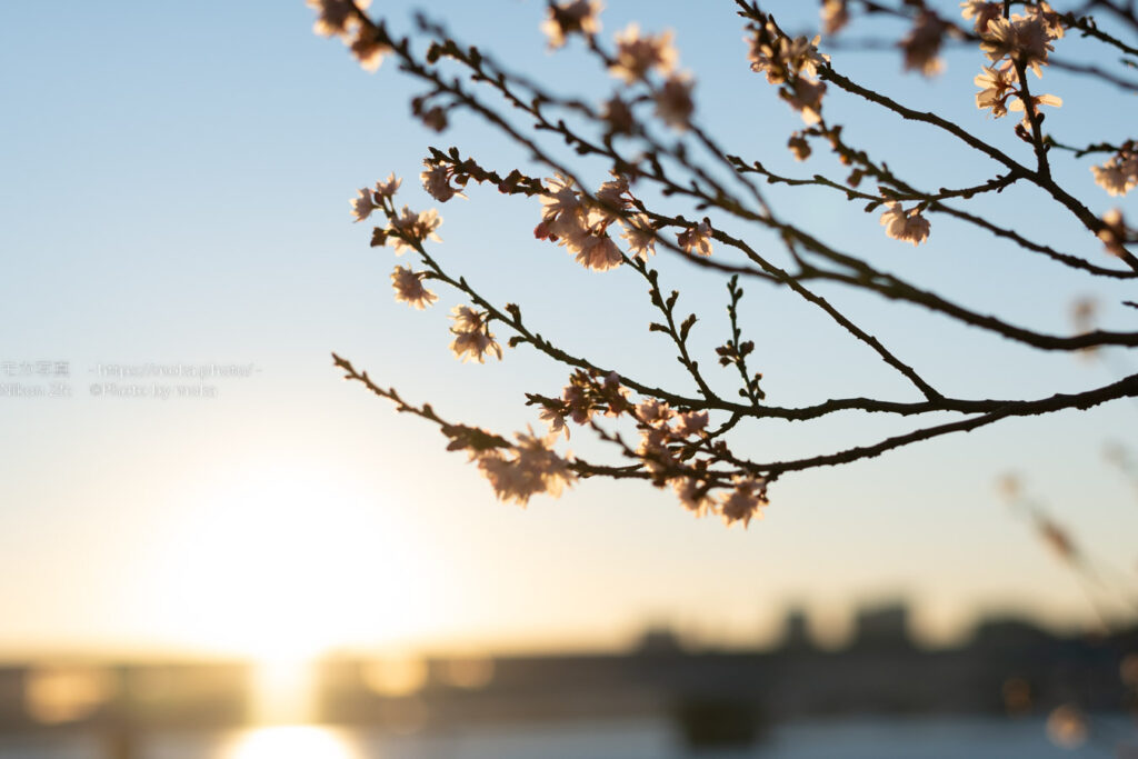 【謹賀新年】2023年 あけましておめでとうございます