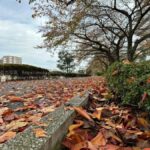 【iPhone写真】落ち葉を踏み踏み冬景色・・