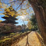 【スナップ撮影】都内ならまだ楽しめる?12月の紅葉