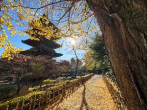 【スナップ撮影】都内ならまだ楽しめる？12月の紅葉