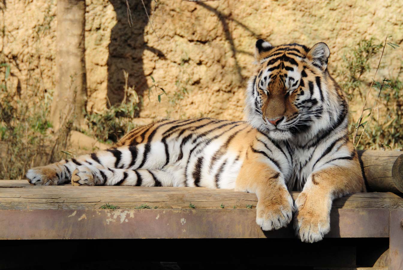 【動物園撮影】虎と雪豹・・・毛並みはフカフカ