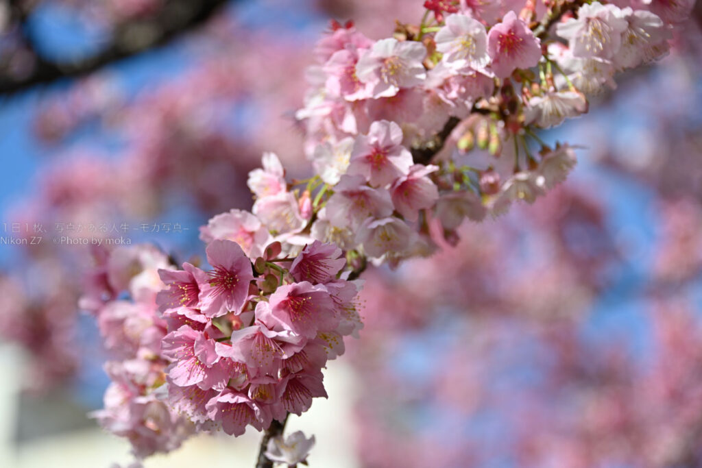 【スナップ撮影】仕事を忘れて・・早咲きの桜を見にいこう！