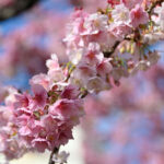 【スナップ撮影】仕事を忘れて・・早咲きの桜を見にいこう!