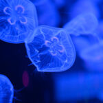【水族館写真】品川で・・ユラユラくらげ