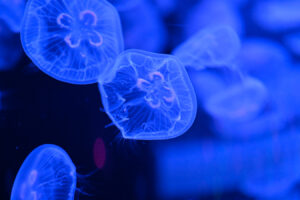 【水族館写真】品川で・・ユラユラくらげ