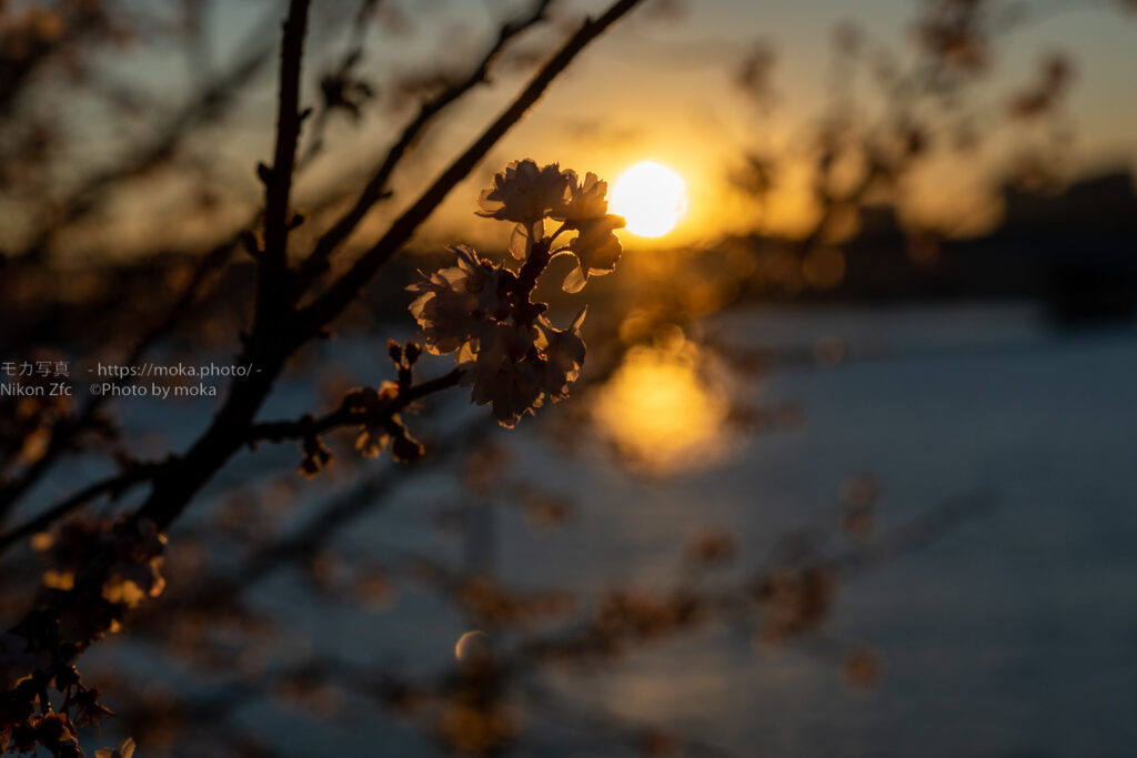 【スナップ撮影】真冬に咲くサクラ