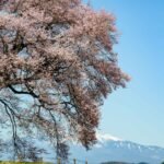 【風景写真】今年見たい桜のある風景