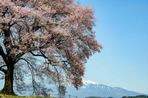 【風景写真】今年見たい桜のある風景
