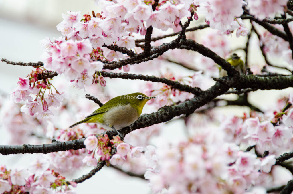メジロと一緒に、梅と桜の季節がやってくる