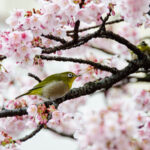 メジロと一緒に、梅と桜の季節がやってくる
