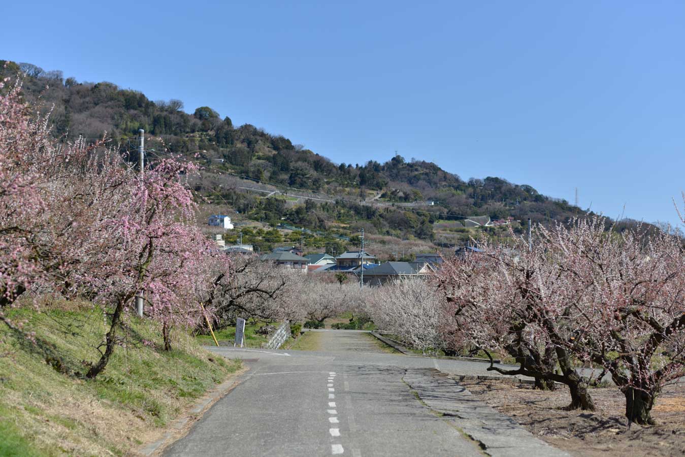 【スナップ撮影】梅咲く季節がやってくる