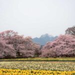 【風景写真】2023年は、桜を満喫したい!!