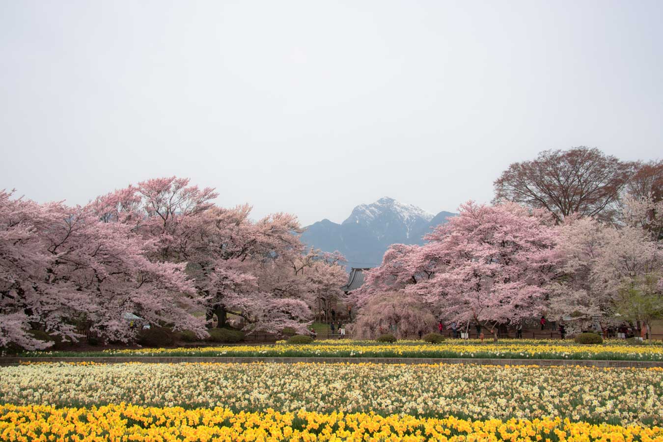 【風景写真】2023年は、桜を満喫したい！！