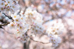 【ロケハン】今年はこの場所でポートレートを撮りたい♪