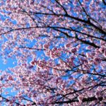 【スナップ撮影】あと半月すると桜が咲き始める!?