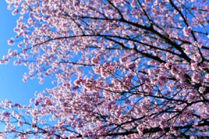 【スナップ撮影】あと半月すると桜が咲き始める!?