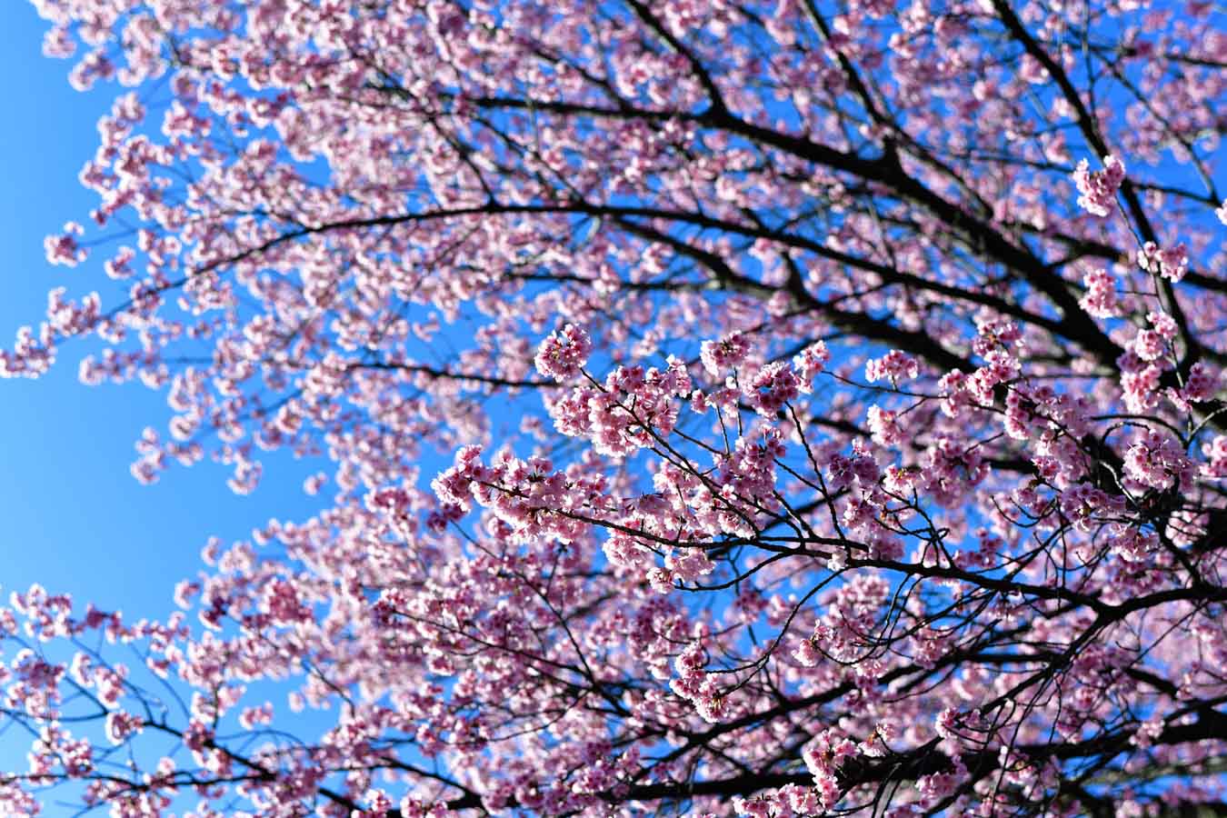 【スナップ撮影】あと半月すると桜が咲き始める！？