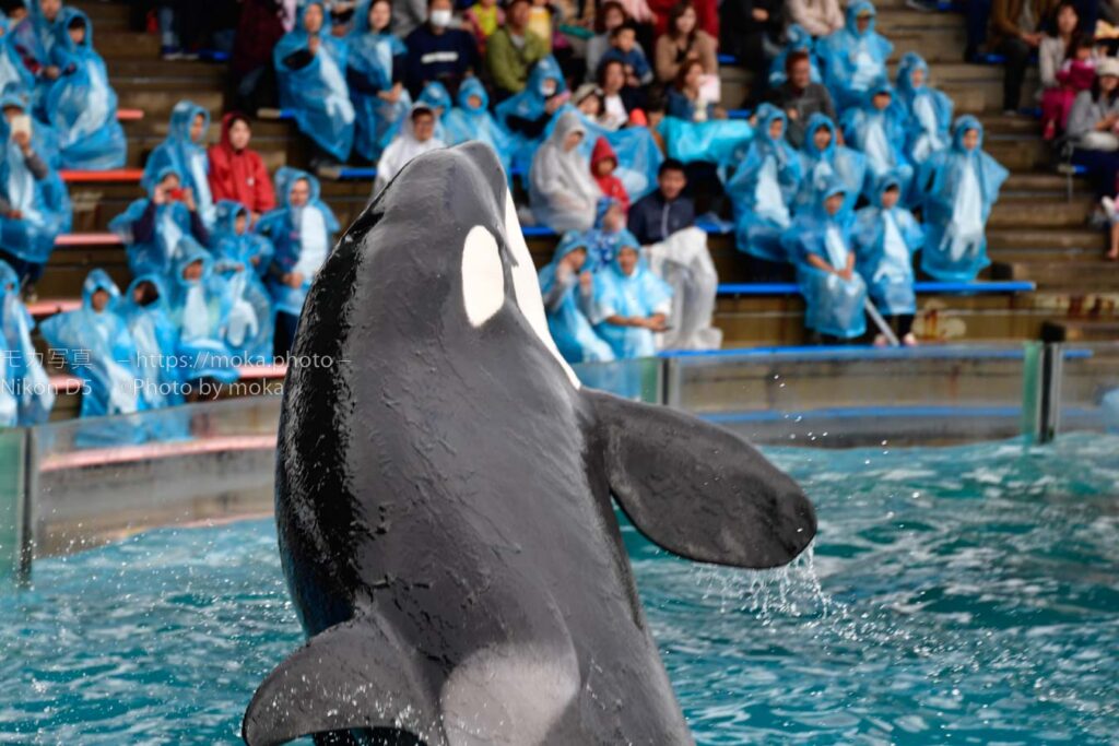 【水族館写真】鴨川シーワールドに行きたい・・