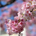 【スナップ撮影】熱海に桜を観に行こう!!