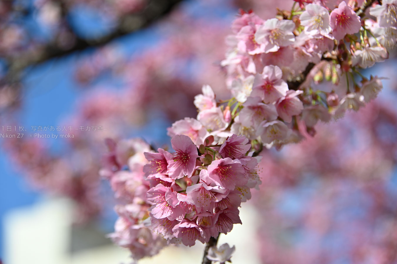【スナップ撮影】熱海に桜を観に行こう！！