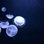 【スナップ撮影】水族館でクラゲを撮ろう