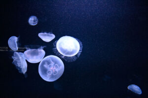 【スナップ撮影】水族館でクラゲを撮ろう