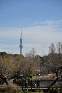【スナップ撮影】どこからでも見えるスカイツリー