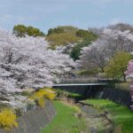 【スナップ撮影】桜が咲く頃、昭和記念公園に出掛けてみよう