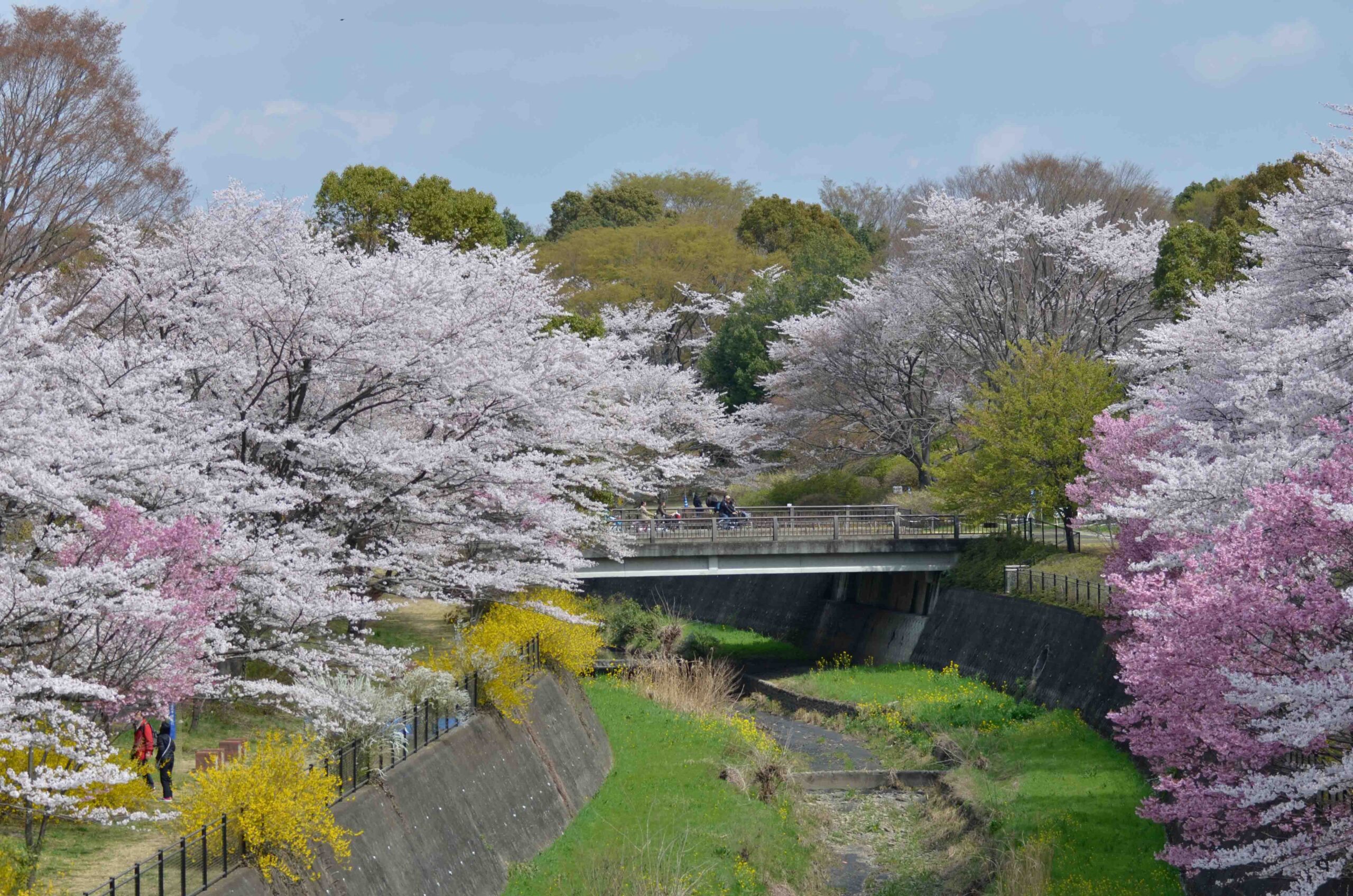 【スナップ撮影】桜が咲く頃、昭和記念公園に出掛けてみよう