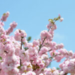 【スナップ撮影】まだまだ、桜を楽しもう
