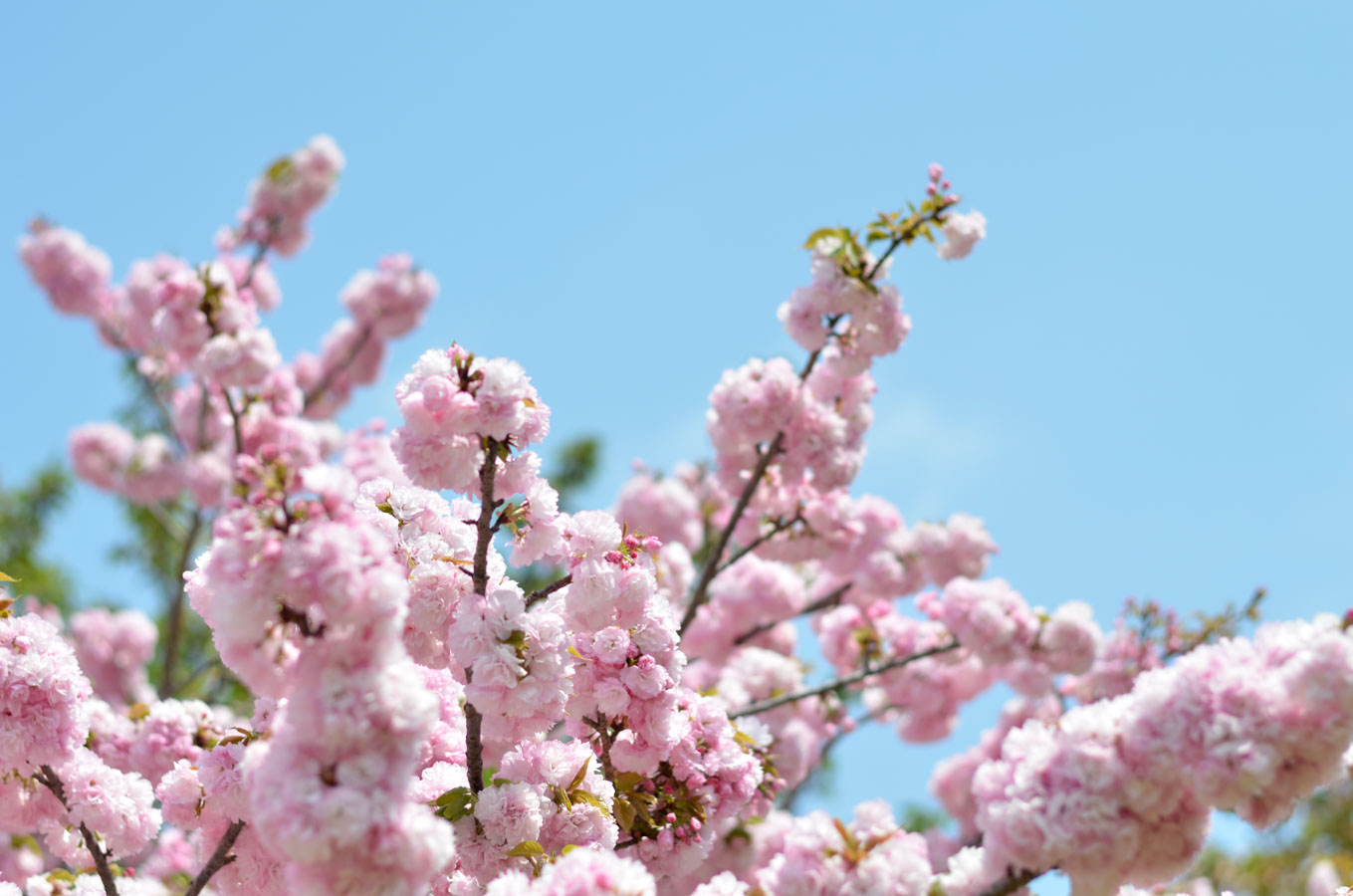 【スナップ撮影】まだまだ、桜を楽しもう