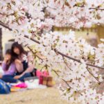 【スナップ撮影】桜が咲いたらお花見をしよう!!