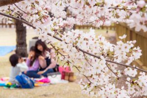 【スナップ撮影】桜が咲いたらお花見をしよう!!
